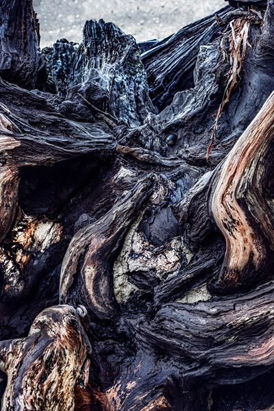 Natalie Pearce, NZ photography, art, tree roots, cotton rag